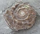 BRITAINS'S EARLIEST AMMONITE - LOWERMOST JURASSIC, SOMERSET.