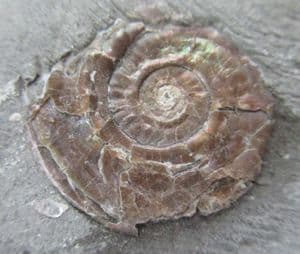 BRITAINS'S EARLIEST AMMONITE - LOWERMOST JURASSIC, SOMERSET.