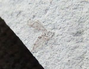 BUG - OLIGOCENE, FLORRISANT, COLORADO.