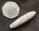 BULLET LIKE BELEMNITE FROM THE SPEETON CLAY, YORKSHIRE.