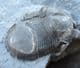 BUMASTUS IOXUS - SILURIAN, NEW YORK STATE, USA.