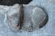 BUMASTUS IOXUS - SILURIAN, NEW YORK STATE, USA.