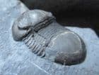 BUMASTUS IOXUS - SILURIAN, NEW YORK STATE, USA.