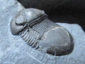 BUMASTUS IOXUS - SILURIAN, NEW YORK STATE, USA.