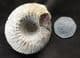 CADOCERAS SUBLAEVE - JURASSIC, KELLAWAYS ROCK, WILTSHIRE.