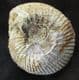CADOCERAS SUBLAEVE - JURASSIC, KELLAWAYS ROCK, WILTSHIRE.
