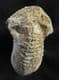 CADOCERAS SUBLAEVE - JURASSIC, KELLAWAYS ROCK, WILTSHIRE.