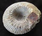 CADOCERAS SUBLAEVE - JURASSIC, KELLAWAYS ROCK, WILTSHIRE.