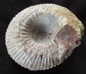 CADOCERAS SUBLAEVE - JURASSIC, KELLAWAYS ROCK, WILTSHIRE.