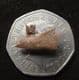 CAINOTHERIUM JAW - MIOCENE, FRANCE.
