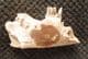 CAINOTHERIUM JAW - MIOCENE, FRANCE.