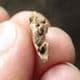 CAINOTHERIUM JAW - MIOCENE, FRANCE.
