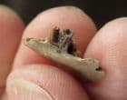 CAINOTHERIUM JAW - MIOCENE, FRANCE.