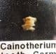 CAINOTHERIUM UPPER MOLAR - OLIGOCENE, GERMANY.