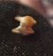CAINOTHERIUM UPPER MOLAR - OLIGOCENE, GERMANY.