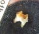 CAINOTHERIUM UPPER MOLAR - OLIGOCENE, GERMANY.