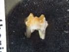 CAINOTHERIUM UPPER MOLAR - OLIGOCENE, GERMANY.