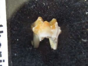 CAINOTHERIUM UPPER MOLAR - OLIGOCENE, GERMANY.