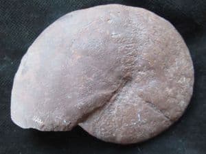 CALLIPHYLLOCERS NILLSONI - JURASSIC, ITALY.