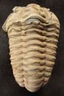 CALYMENE (EOHOMALONOTUS) BRONGNIARTI - ORDOVICIAN MOROCCO.