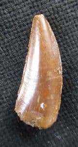 CARCHARODONTOSAURUS SAHARICUS - CRETACEOUS, MOROCCO.