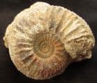 CARDIOCERAS CORDATUM - JURASSIC, FRANCE.
