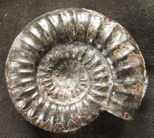 CATACOELOCERAS CRASSUM - JURASSIC, YORKSHIRE.