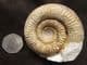 CATACOELOCERAS RAQUINIANUM - JURASSIC, SOMERSET.