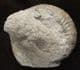 CATACOELOCERAS RAQUINIANUM - JURASSIC, SOMERSET.