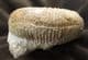 CATACOELOCERAS RAQUINIANUM - JURASSIC, SOMERSET.