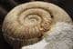 CATACOELOCERAS RAQUINIANUM - JURASSIC, SOMERSET.