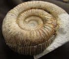 CATACOELOCERAS RAQUINIANUM - JURASSIC, SOMERSET.