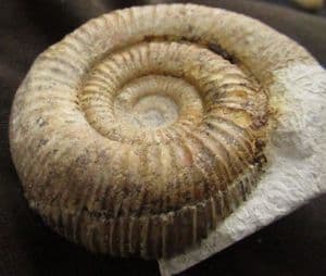CATACOELOCERAS RAQUINIANUM - JURASSIC, SOMERSET.