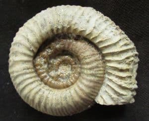 CATACOELOCERAS SHOWING GROSS PATHOLOGY - JURASSIC, SOMERSET.