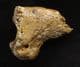 CAVE BEAR CLAW - PLEISTOCENE, AUSTRIA.