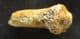 CAVE BEAR CLAW - PLEISTOCENE, AUSTRIA.