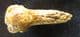 CAVE BEAR CLAW - PLEISTOCENE, AUSTRIA.