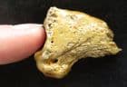 CAVE BEAR CLAW - PLEISTOCENE, AUSTRIA.
