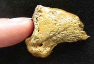 CAVE BEAR CLAW - PLEISTOCENE, AUSTRIA.
