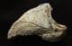 CAVE BEAR CLAW - PLEISTOCENE, DORDOGNE, FRANCE