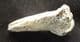 CAVE BEAR CLAW - PLEISTOCENE, DORDOGNE, FRANCE