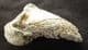 CAVE BEAR CLAW - PLEISTOCENE, DORDOGNE, FRANCE
