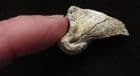 CAVE BEAR CLAW - PLEISTOCENE, DORDOGNE, FRANCE
