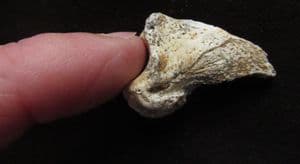 CAVE BEAR CLAW - PLEISTOCENE, DORDOGNE, FRANCE