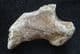 CAVE BEAR CLAW - PLEISTOCENE, ROMANIA.