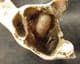 CAVE BEAR CUB JAW SHOWING PARTIALLY ERUPTED TEETH - PLEISTOCENE, ITALY.
