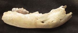 CAVE BEAR CUB JAW SHOWING PARTIALLY ERUPTED TEETH - PLEISTOCENE, ITALY.