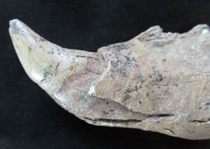 CAVE BEAR - END OF LOWER JAW WITH CANINE TOOTH - PLEISTOCENE, AUSTRIA.