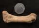 CAVE BEAR FOOT BONE - PLEISTOCENE, FRANCE.
