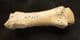 CAVE BEAR FOOT BONE - PLEISTOCENE, FRANCE.
